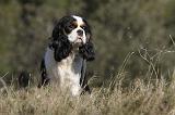 CAVALIER KING CHARLES 281